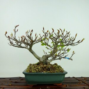 盆栽 山毛欅 ぶな 樹高 約17cm Fagus crenata ブナ ブナ科 落葉樹 観賞用 小品 現品