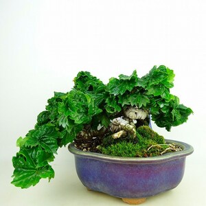  bonsai ivy dragon god height of tree top and bottom approximately 16cm..Parthenocissus tricuspidatatsuta... grape .tsuta. deciduous tree .. for small goods reality goods 