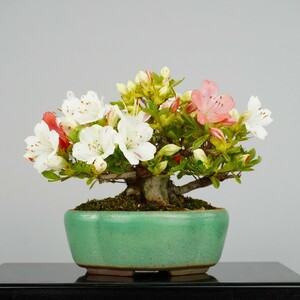 盆栽 皐月 小太郎 樹高 約18cm さつき Rhododendron indicum サツキ ツツジ科 常緑樹 観賞用 小品 現品