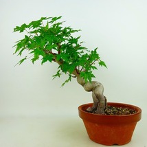 盆栽 紅葉 樹高 約25cm もみじ Acer palmatum モミジ カエデ科 落葉樹 観賞用 現品_画像1