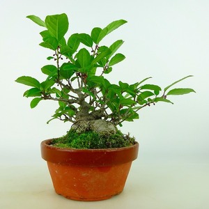 盆栽 梅擬 樹高 約15cm うめもどき Ilex serrata ウメモドキ モチノキ科 落葉樹 観賞用 小品 現品