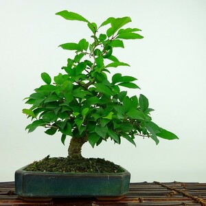 盆栽 梅擬 樹高 約23cm うめもどき Ilex serrata ウメモドキ モチノキ科 落葉樹 観賞用 現品