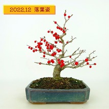 盆栽 梅擬 樹高 約23cm うめもどき Ilex serrata ウメモドキ モチノキ科 落葉樹 観賞用 現品_画像8