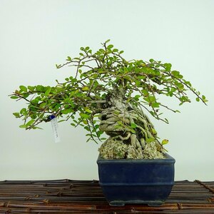  bonsai needle .. height of tree approximately 17cm is ...... is litsurumasaki the truth thing half ... euonymus . is litsurumasaki. evergreen tree .. for small goods reality goods 