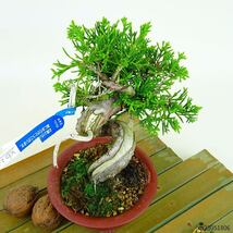 盆栽 真柏 樹高 約12cm しんぱく Juniperus chinensis シンパク “ジン シャリ” ヒノキ科 常緑樹 観賞用 小品 現品_画像8