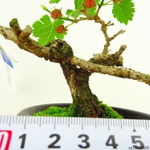 盆栽 桑 樹高 約12cm くわ Morus australis クワ クワ科 落葉樹 観賞用 小品 現品_画像5