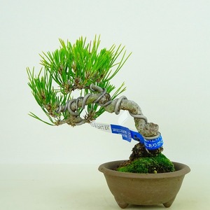 盆栽 松 黒松 樹高 約12cm くろまつ Pinus thunbergii クロマツ マツ科 常緑針葉樹 観賞用 小品 現品