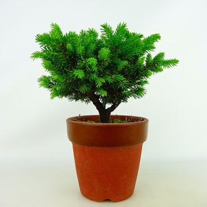 盆栽 松 蝦夷松 八房 樹高 約11cm えぞまつ Picea jezoensis エゾマツ マツ科 常緑針葉樹 観賞用 小品 現品