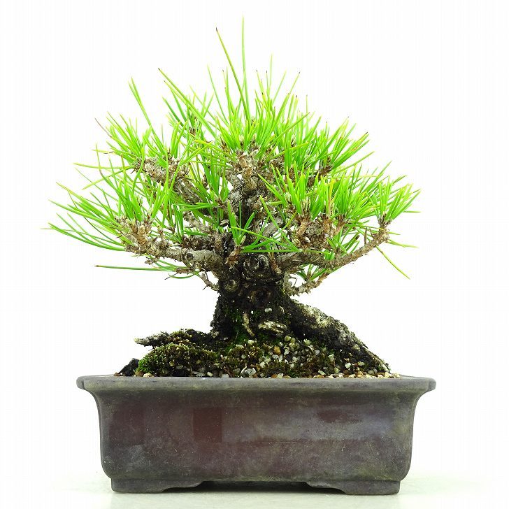 常緑針葉樹の値段と価格推移は?|10件の売買データから常緑針葉樹の