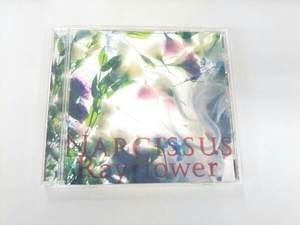 Rayflower CD Narcissus