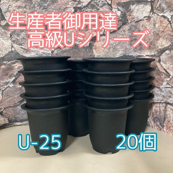 U25 20個 高級 プラ鉢 2.5号 U-25 多肉植物 アガベ ユーフォルビア