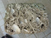 ◆◆木下貝層石◆千葉県印西市 ・国指定天然記念物◆県の石◆_画像4