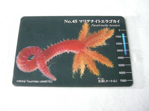 【明治 meiji　生物図鑑　深海生物編コレクションカード　45 マリアナイトエラゴカイ】