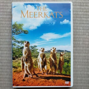THE MEERKATS ミーアキャット　サンプル品 DVD