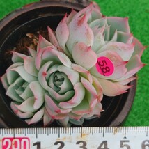 0525-P358 ロンリハート エケベリア 多肉植物 韓国苗_画像1