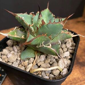 agave titanota HADES アガベ チタノタ ハデスの画像3