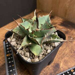 agave titanota HADES アガベ チタノタ ハデスの画像1