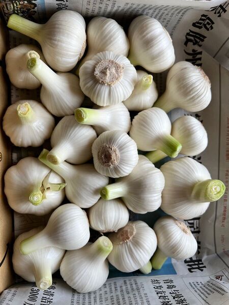 無農薬生ニンニク1kg