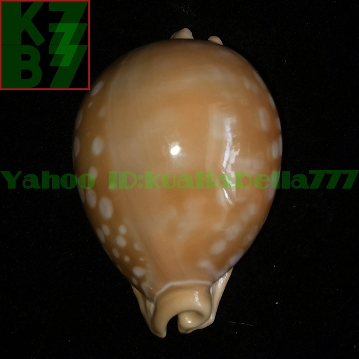 真珠宝貝】フィリピン産 Callistocypraea aurantium (Gmelin， 1791