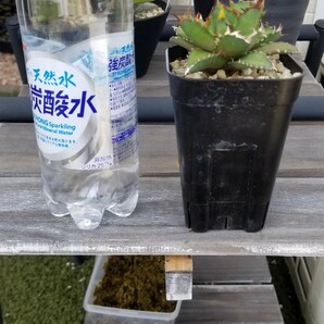 1円スタート アガベ チタノタ 姫厳竜 agave titanota 発根済 特別セール コレクション整理の画像8