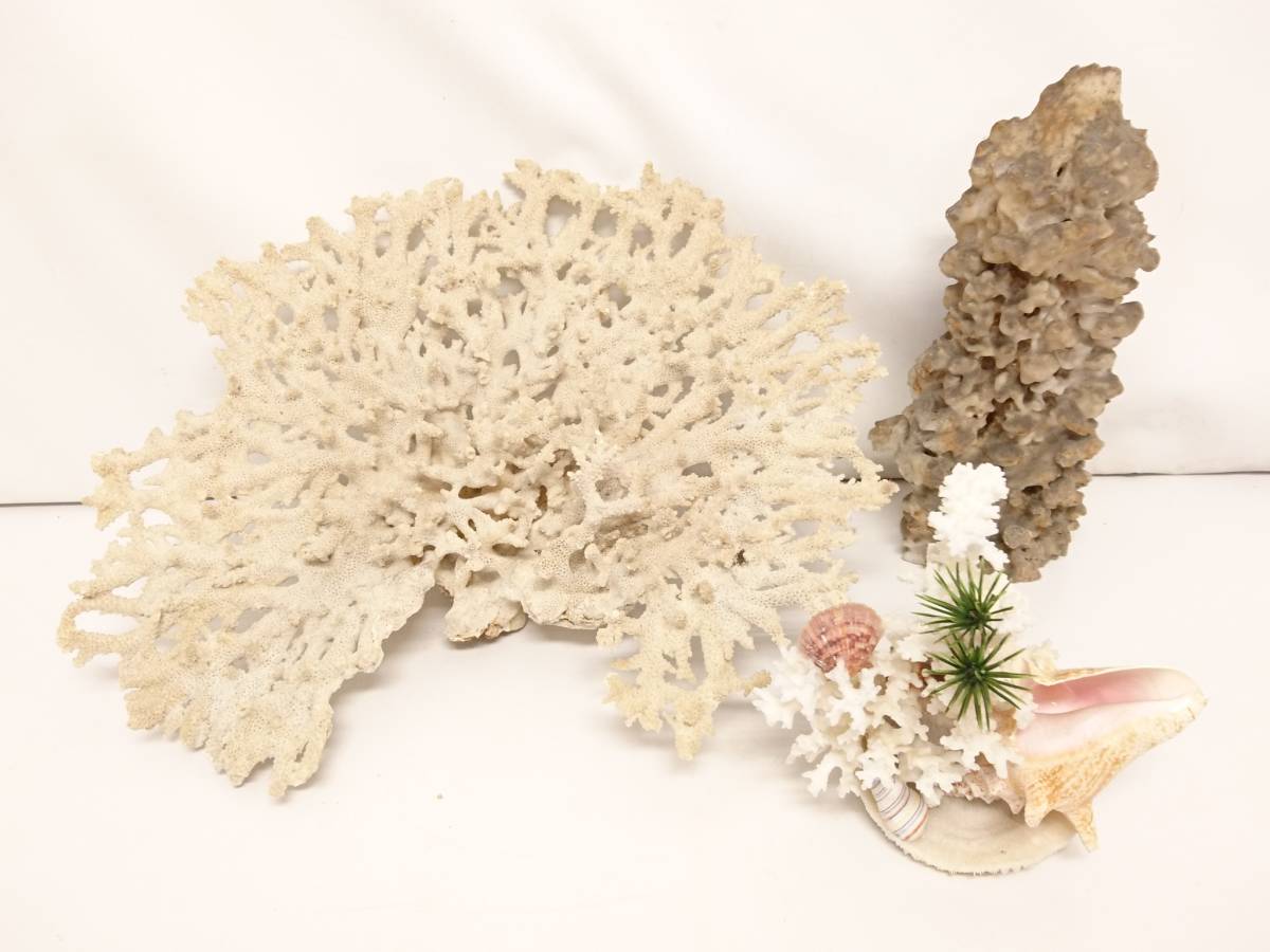 ヤフオク! -珊瑚 オブジェの中古品・新品・未使用品一覧