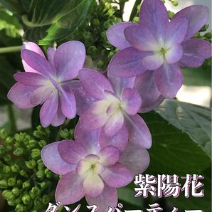 【紫陽花】ダンスパーティー さし穂 ５本