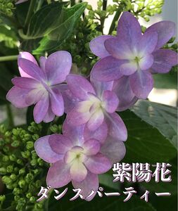【紫陽花】ダンスパーティー さし穂 ５本