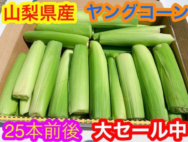 A75!朝採り 山梨県産 ヤングコーン、ベビーコーン 25本前後 とうもろこし