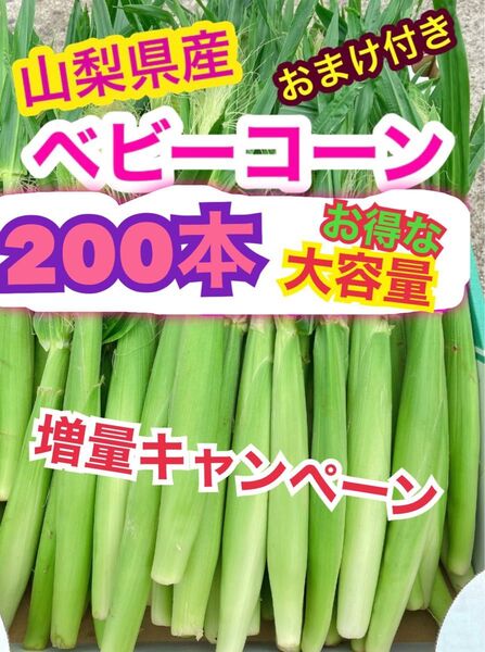 sy56!ゲリラ出品!朝採り 山梨県産 ヤングコーン、ベビーコーン 200本