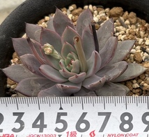 エケベリア　Echeveria caamanoi, Puebla (実生苗) ④_画像4