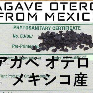 5月入荷 20粒+ メキシコ産 オテロイ 種子 種 証明書あり Agave oteroi チタノタ titanota FO-076 アガベの画像1