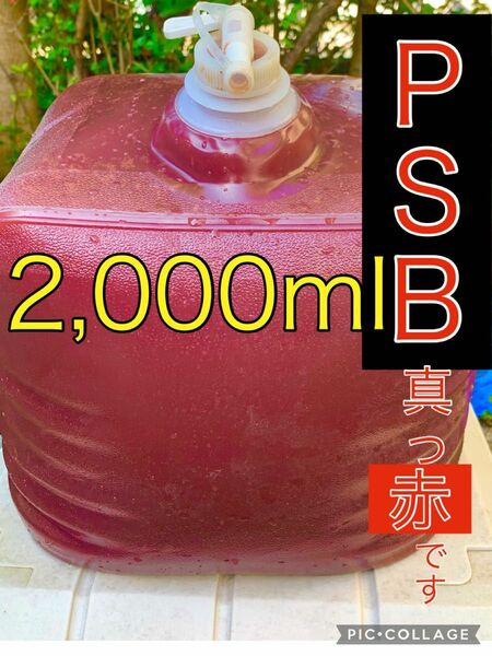 【PSB真っ赤です。】　小分け2000ml 光合成細菌