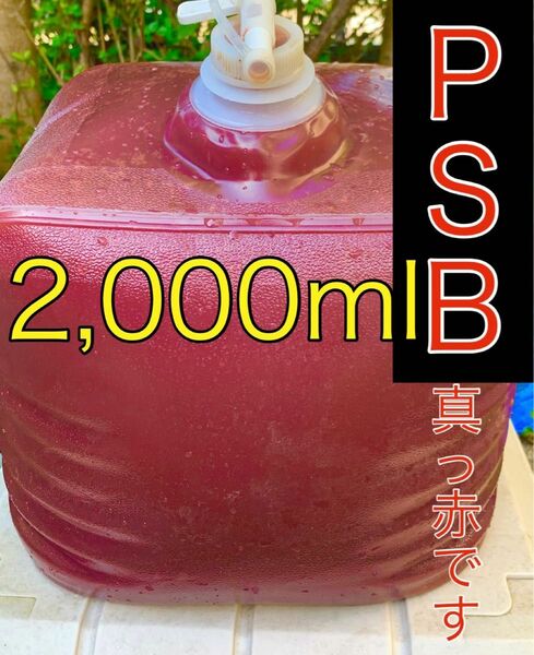 【PSB真っ赤です。】　小分け2000ml 光合成細菌