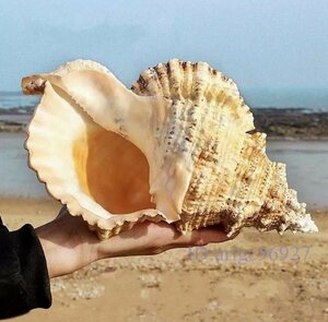 X833* new goods volume . shell law ... sea ornament approximately 21-22cm big . ornament stylish klieitib interior objet d'art small articles volume .