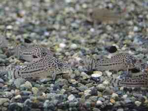 *Iwoya*Corydoras Julie 4 Sets