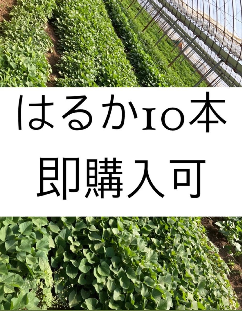 さつまいも苗100本 一時停止中|PayPayフリマ