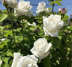 フラウ カール ドルシュキー　7　白バラの名花　つる　返り咲き　大輪　取り置き対応