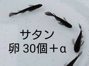 サタンメダカ 卵30個プラスα