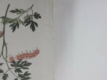 ★　【図録 シーボルト・コレクション 日本植物図譜展 2003】142-02304_画像3
