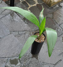 アフリカチリヤシ（Jubaeopsis caffra）Pondoland Palm（ポンドランドパーム）　送料無料_画像5