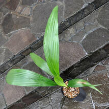 アフリカチリヤシ（Jubaeopsis caffra）Pondoland Palm（ポンドランドパーム）　送料無料_画像9