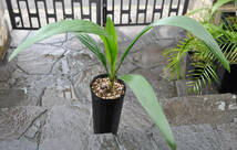 アフリカチリヤシ（Jubaeopsis caffra）Pondoland Palm（ポンドランドパーム）　送料無料_画像7