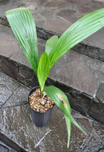 アフリカチリヤシ（Jubaeopsis caffra）Pondoland Palm（ポンドランドパーム）　送料無料_画像8