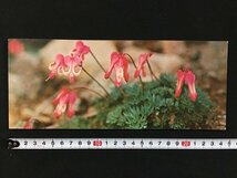 ｗ◇　絵葉書　大雪山の花　高山植物　13枚入　絵はがき　ポストカード　/f-A09②_画像1