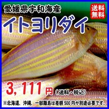 愛媛 イトヨリダイ 120-400gサイズを400-500g原体分 刺身 煮魚 焼魚 干物 下処理済み 送料無料 宇和海の幸問屋_画像1