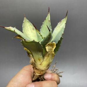 S529-5 Agave parryi variegated アガベ パリー ベアリアゲイティドの画像2