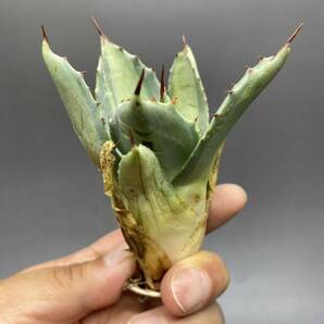 S529-7 Agave parryi variegated アガベ パリー ベアリアゲイティドの画像2