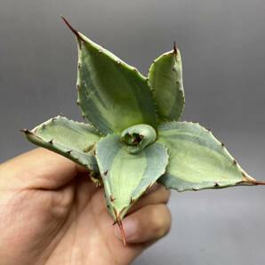 S529-7 Agave parryi variegated アガベ パリー ベアリアゲイティドの画像3