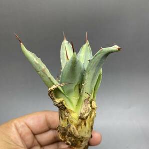 S529-8 Agave parryi variegated アガベ パリー ベアリアゲイティドの画像7