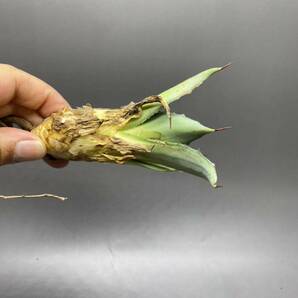 S529-8 Agave parryi variegated アガベ パリー ベアリアゲイティドの画像4